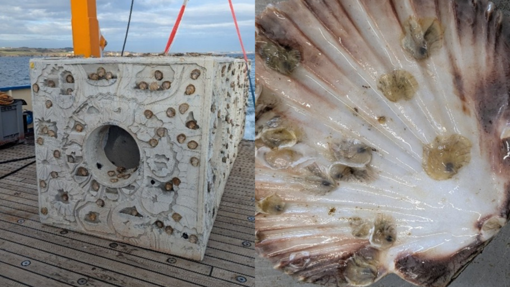 Wild oysters south tyneside cubes, Ashleigh Tinlin-Mackenzie