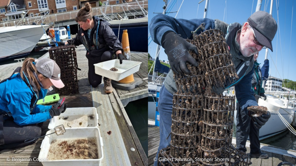 Wild oysters- © Benjamin Coppin and Gilbert Johnson, Stronger Shores