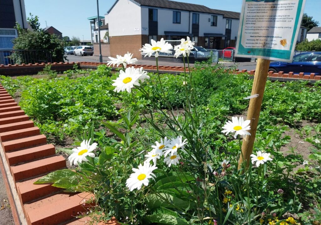 Flowers growing in a greening plot