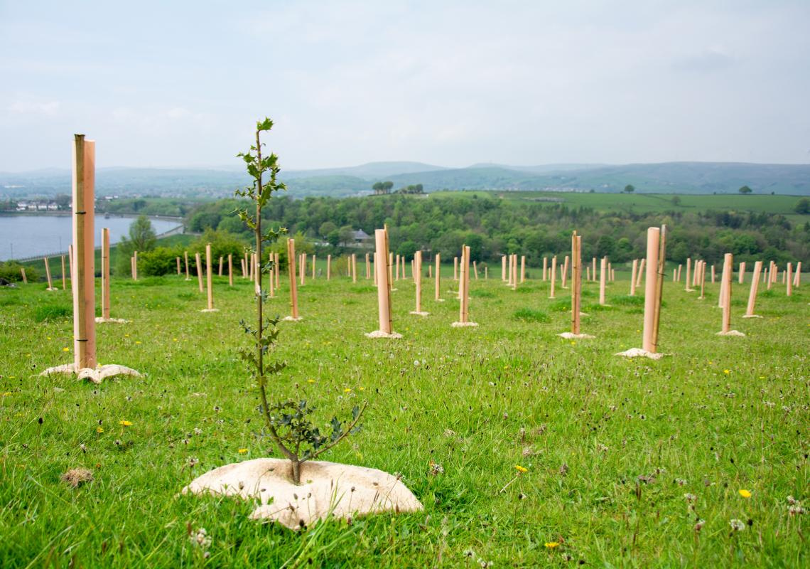 Tree growing