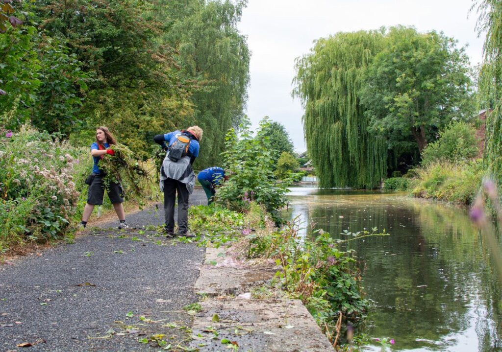 Volunteers removing Himalayan balsam as part of canal improvements