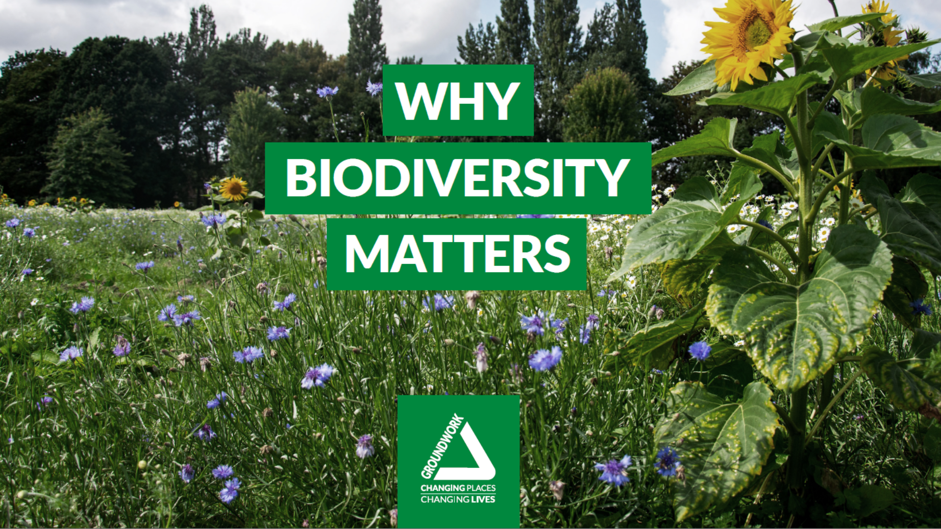Biodiversity Leaflet: Why Biodiversity Matters