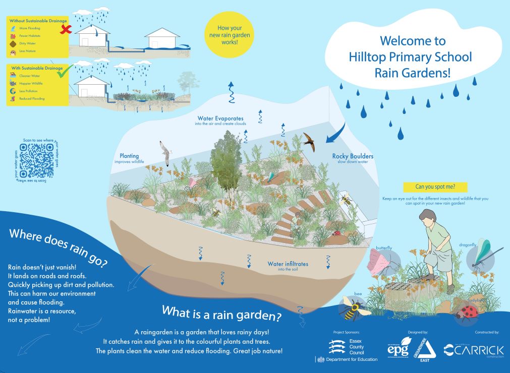 Infogram of how rainwater gardens work