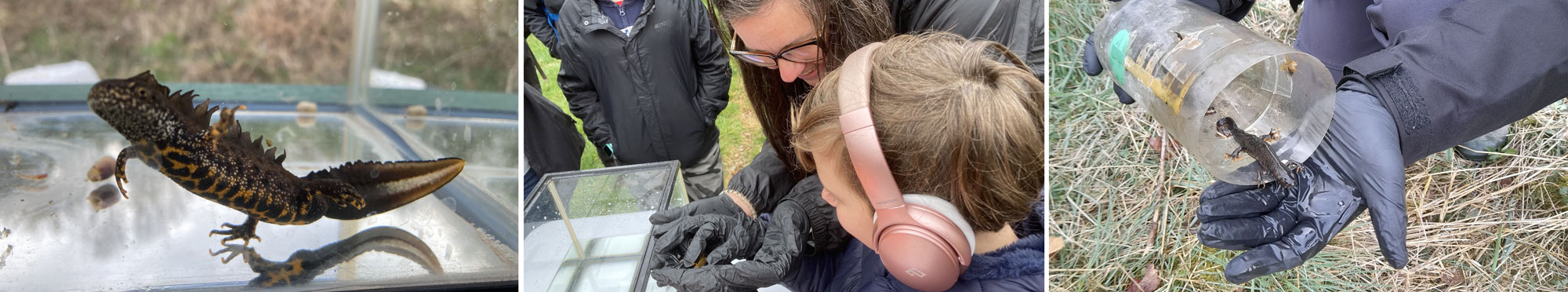 Collage of three photos. First is a great crested newt, second photo is of woman and young boy wearing pink headphones looking at creature in woman's hands, last photo is of newt in beaker held by person with black gloves.