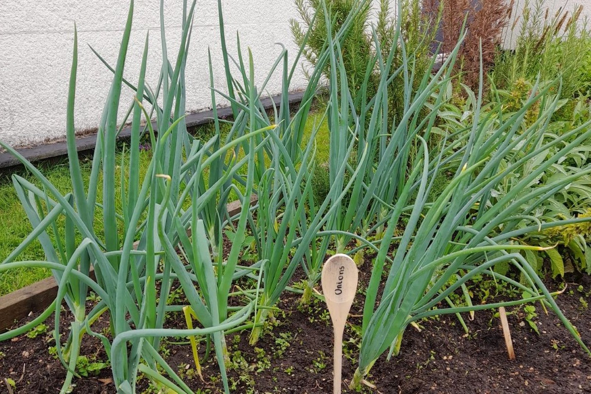 Spring onions growing