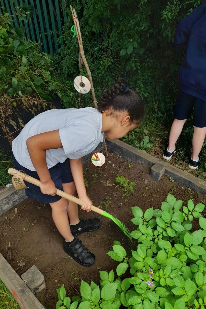 Pupil digging a veg patch