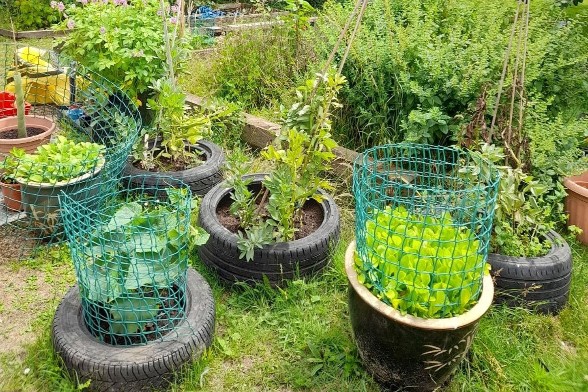 Vegetables growing in old tyres