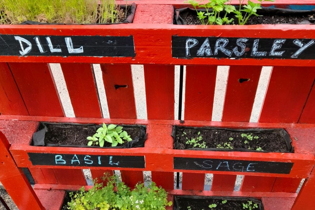 Pallet made herb garden