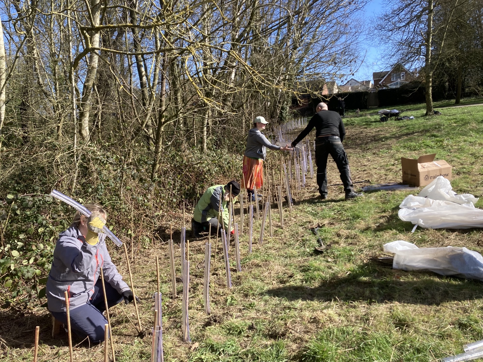Four people planting hedgerow whips in outdoor area.