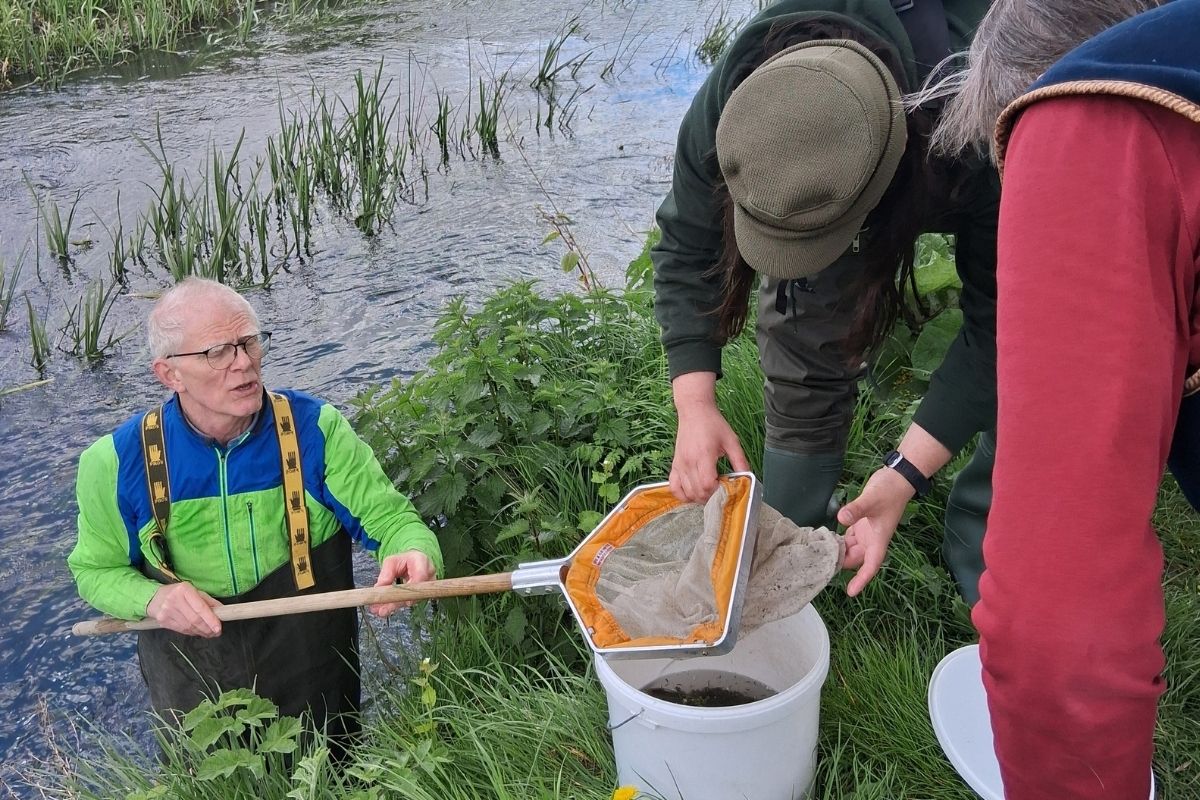 Collecting riverfly sample in a bucket