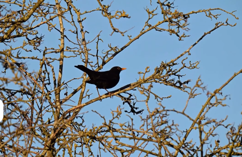 Twywell is home to a host of birds, including the stunning Purple Emperor and Silver-washed Fritillary