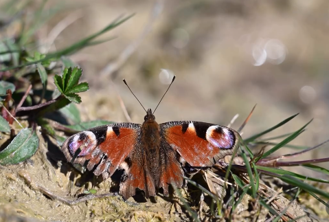 Twywell Hills and Dales is famed for its butterflies.