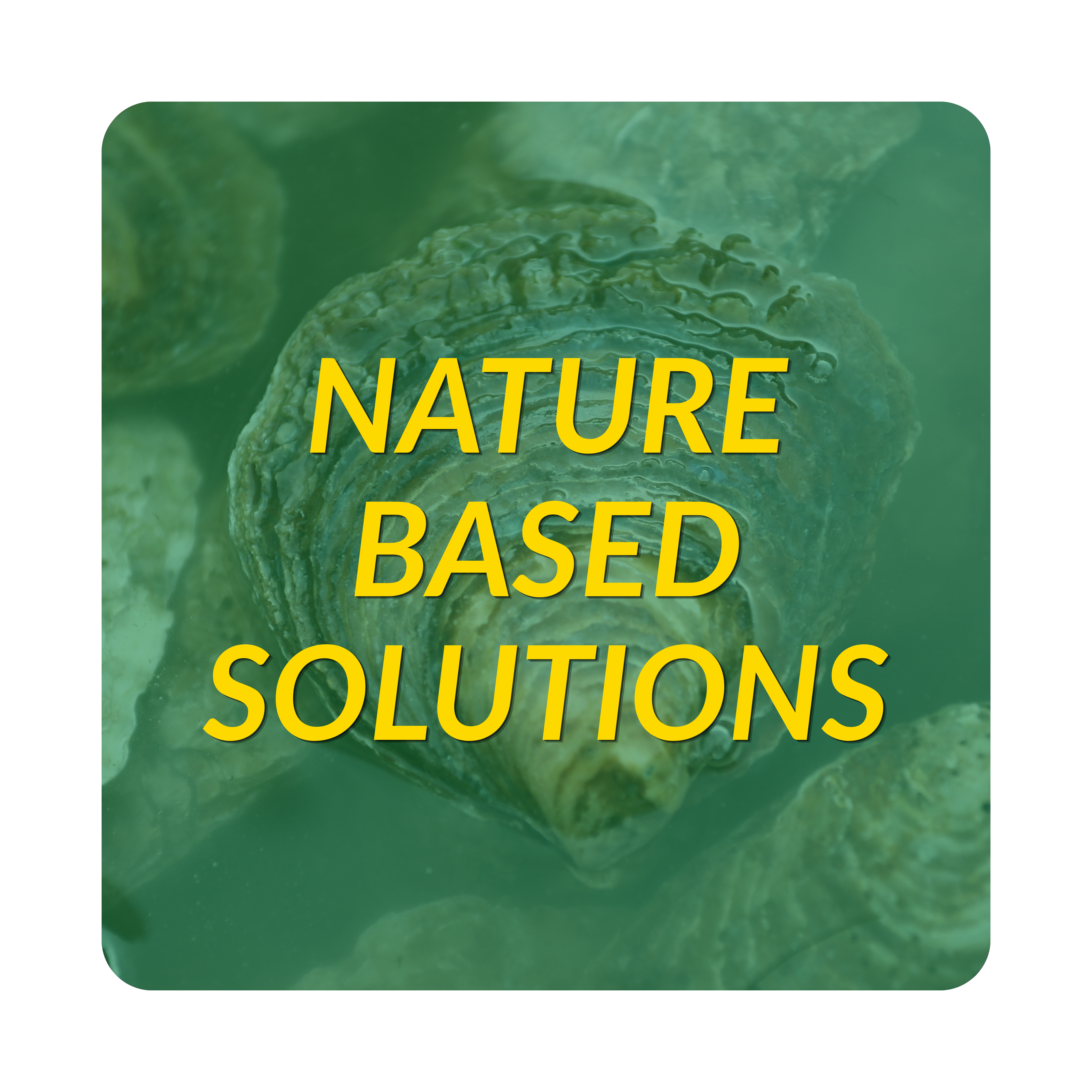 Nature Based Solutions projects button