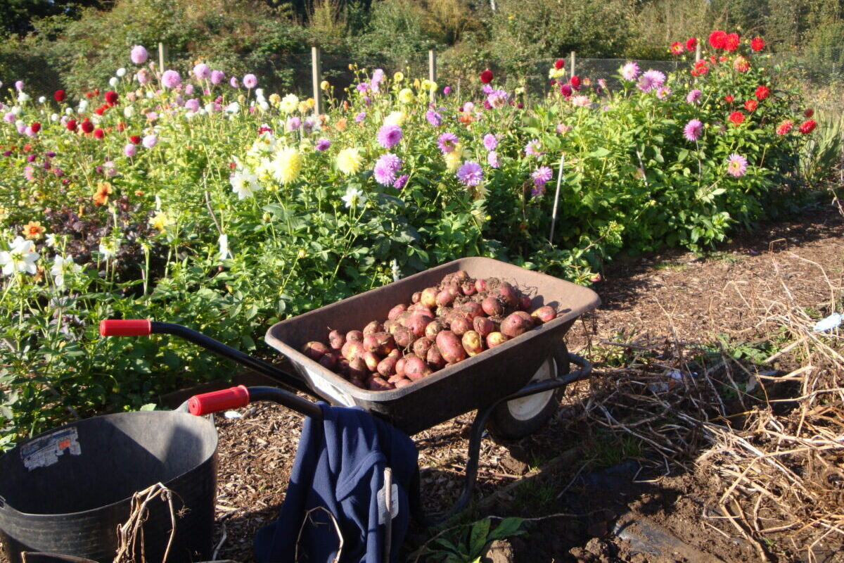 Wheelbarrow full of potatoes in a garden