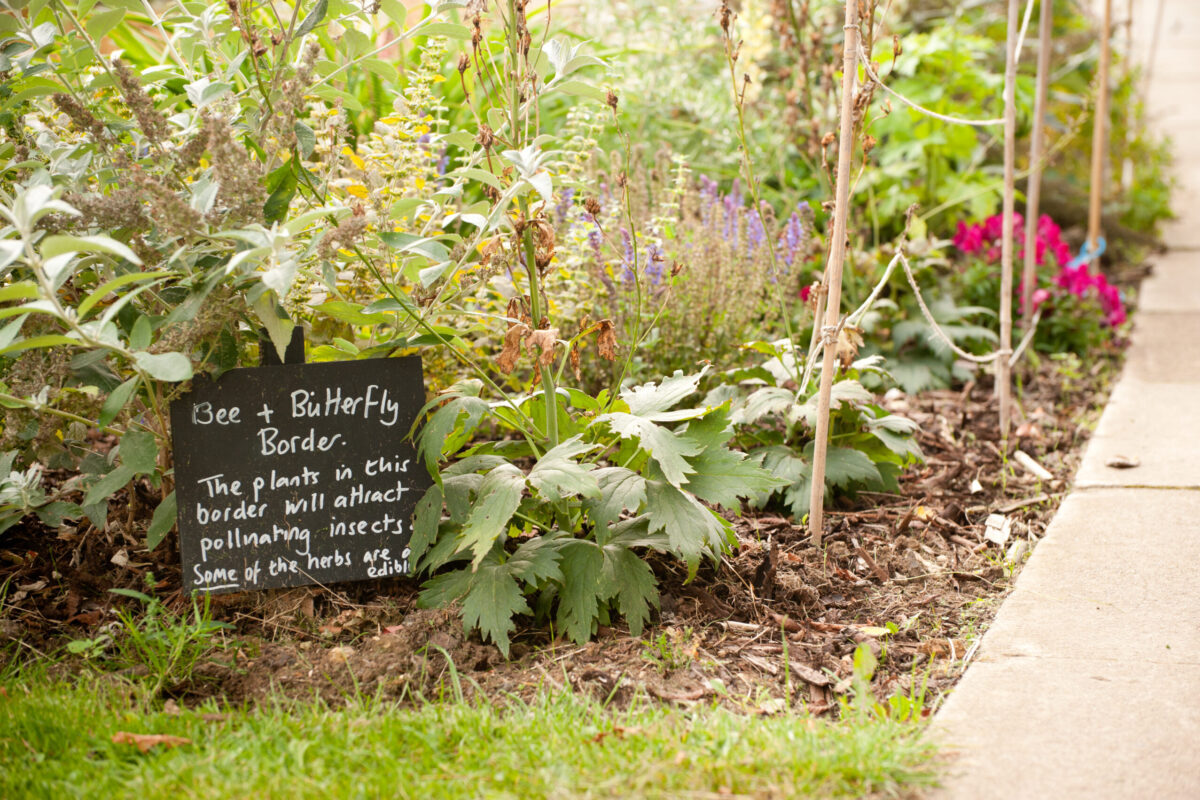 Close up of a herb bed