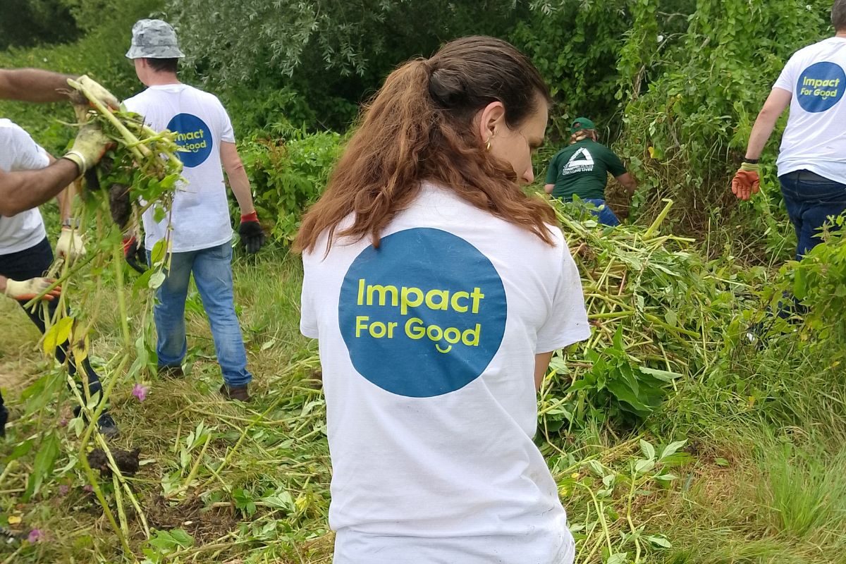 Volunteers participating in non native invasive species removal along the bank of the River Colne near Watford