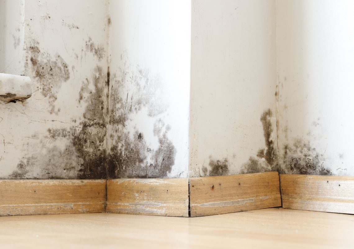 Damp and mould