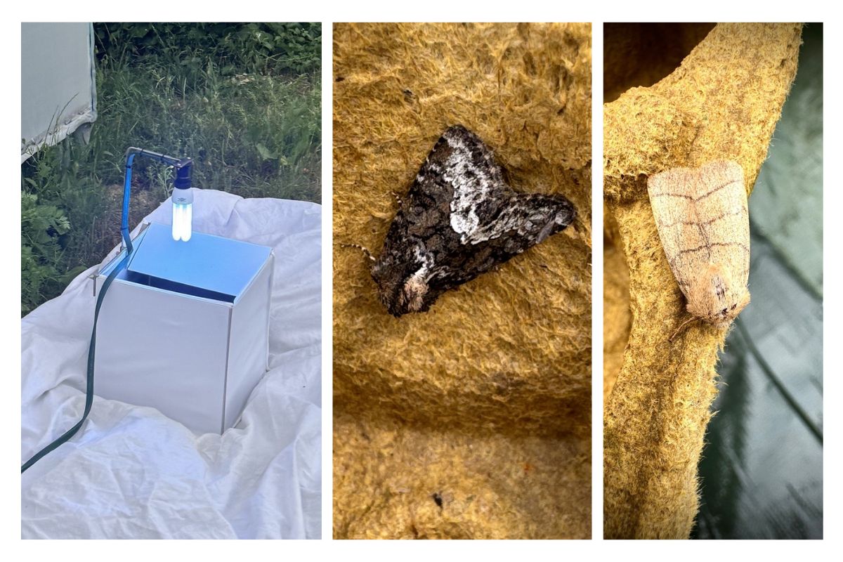 moth trap and 2 of the samples collected