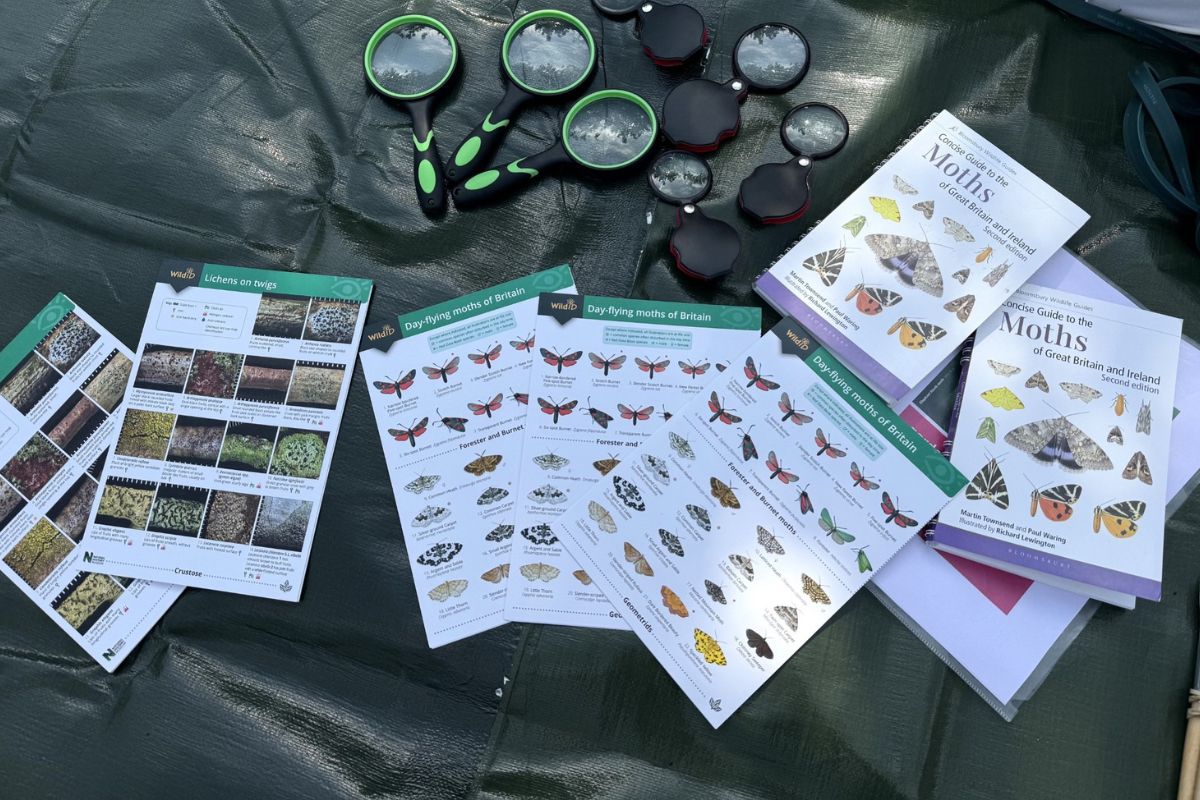 Moth identifying information