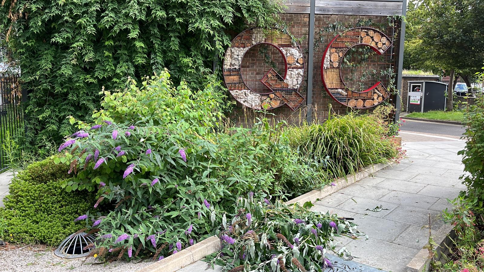 Green walls create lots of drainage solutions as well as rewilding opportunities for local wildlife and bugs