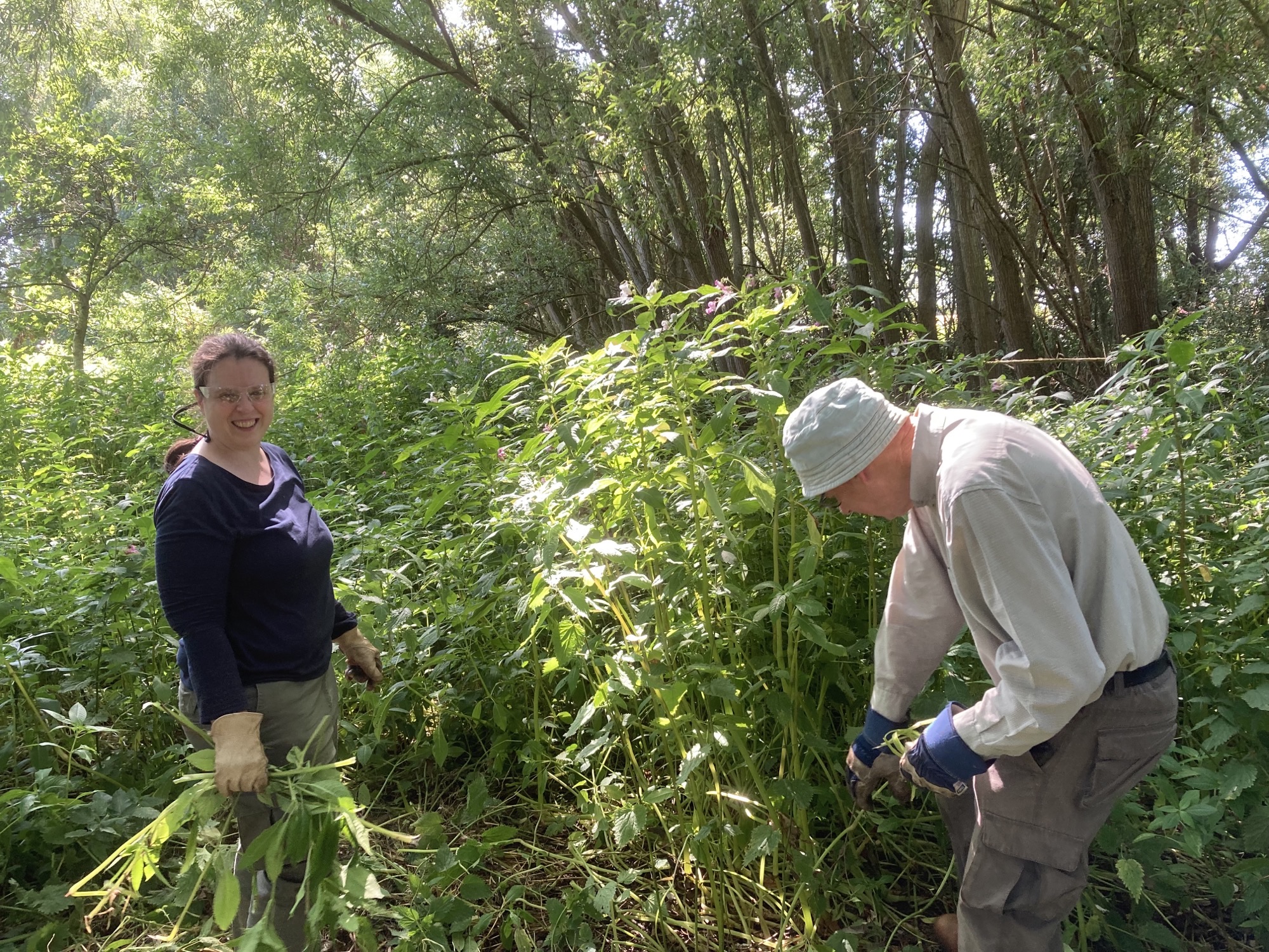 Two people pulling out large plants in woodlands