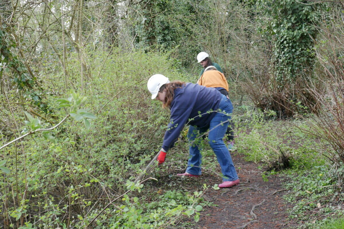 Volunteers clearing away invasive plant species