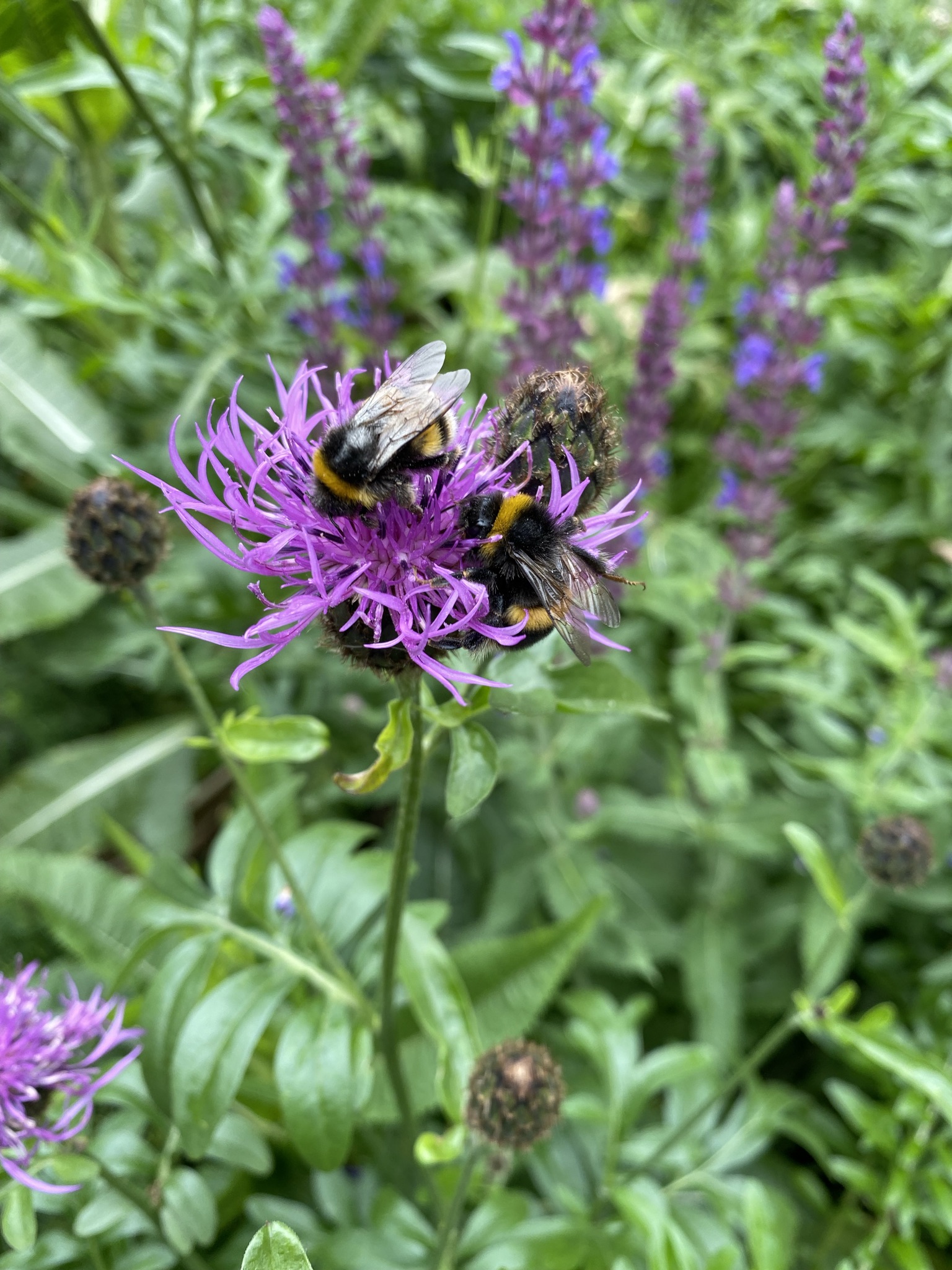 SuDS attract bees thanks to biodiverse planting and rewilding
