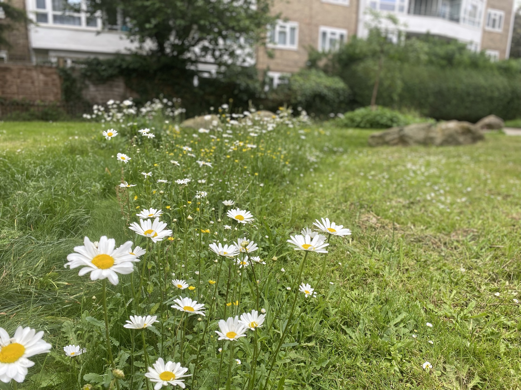 Swales slow excessive surface water and help rewilding opportunities to thrive